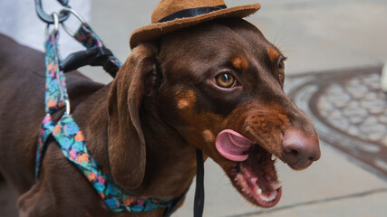 dog