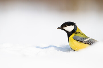 beautiful bird hid in the snow