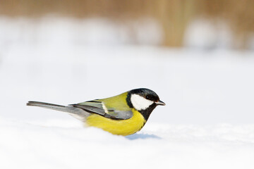 bird, common tit stands on the snow