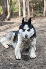 The dog is lying on the ground, looking at the camera.