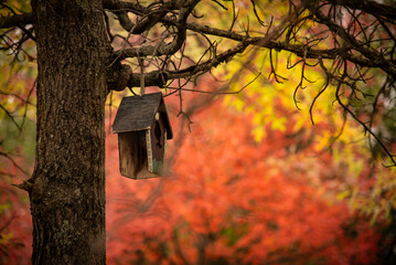 Birdhouse hanging from tree in autumn