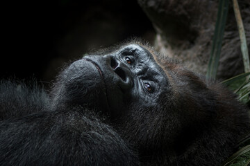 Close view of the face a gorilla. Close-up portrait of a western lowland gorilla (gorilla gorilla gorilla)