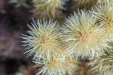 Close-up of Cactus Spines, Desert Plant, Nature
