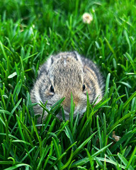 rabbit in grass