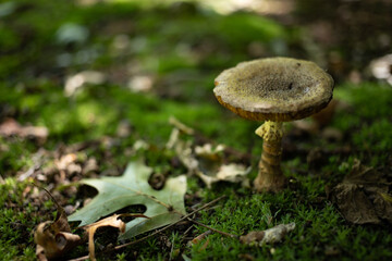 Wild mushroom