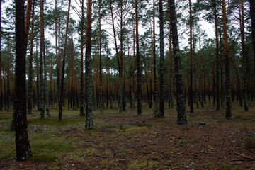 Soria forest full of pines.