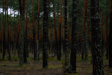 Fototapeta premium Soria forest full of pines.