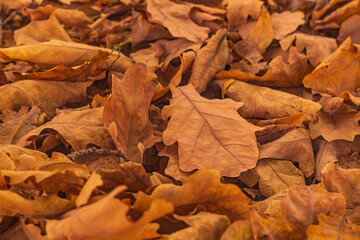 Bright brown leaves of an oak tree plant lie in layers on surface of ground in close-up after autumn leaf fall. Natural blanket for insulating land from onset of winter cold, organic fertilizer