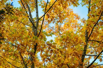 Fototapeta premium Herbstbäume