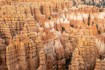 Hoodoos are tall, slender rock spires that stand like sentinels in Bryce Canyon Amphitheater