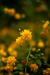 yellow flowers in the garden