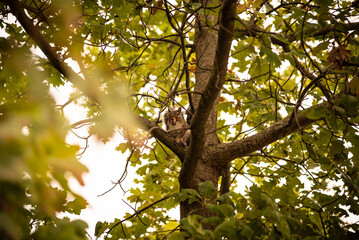 Squirrel with acorn in tree