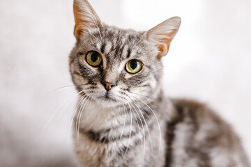 A miserable sick cat at the shelter watches sadly, hoping for a new owner