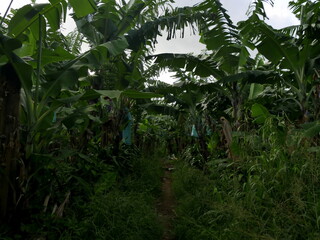 Banana culture in guadeloupe. Tropical agriculture and fruit production. Banana plantation background