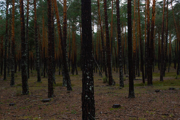 Soria forest full of pines.