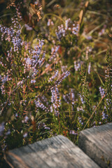 Baltic swamp water forest grass
