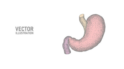  Single continuous line art anatomical human stomach silhouette. Healthy medicine concept design world digestive health day one sketch outline drawing vector illustration