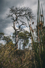 Nature Latvian swamp tree grass
