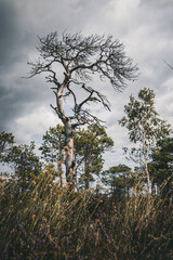 Bare tree in nature in a swamp in Latvia

