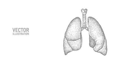 Anatomical human lungs line art silhouette. Healthy medicine against smoking concept design world no tobacco day tuberculosis drawing vector illustration