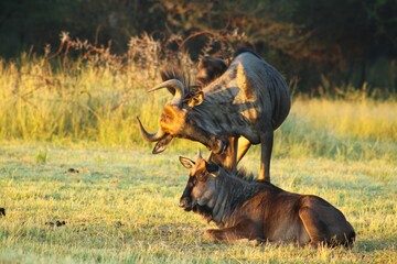Wildebeest 