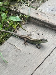 lizard, reptile, wildlife, nature, animal, forest, wood, boardwalk, mountain, habitat, sunlight, fauna, forested, woodland, green, leaves, texture, scales, basking, wild, environment, natural, eco, bi