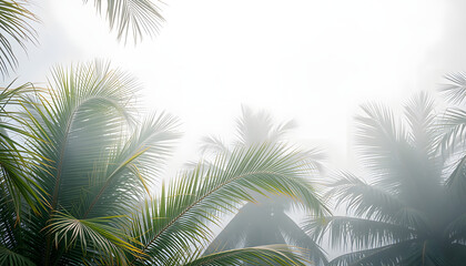 Summer palm tree branches in the tropics mystic magic mist and haze. Creative minimal summer concept isolated with white highlights, png