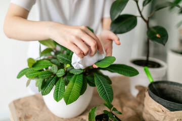 Close-up of woman hands take care, watering plants at home. Watering and caring for indoor plants. . Gardening. Care of home plants