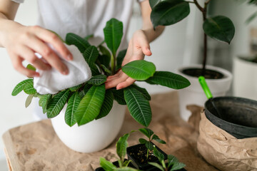 Close-up of woman hands take care, watering plants at home. Watering and caring for indoor plants. . Gardening. Care of home plants