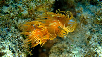 Polychaeta Smooth tubeworm or red-spotted horseshoe (Protula tubularia) undersea, Aegean Sea, Greece, Halkidiki, Pirgos beach