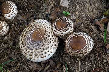 Chlorophyllum  rhacodes or Shaggy Parasol in the shade of a Maple tree in early Autumn. It is a fairly common mushroom found mainly in or beside woods and hedges.