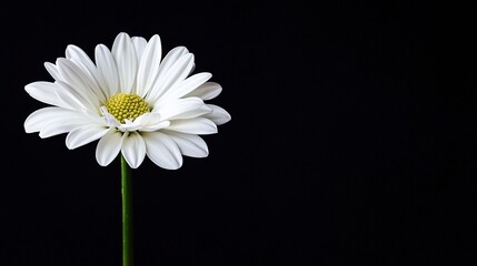   White flower on black background with green stem