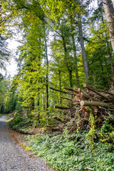 Abholzung im Mischwald
