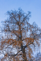 birch tree in the sky