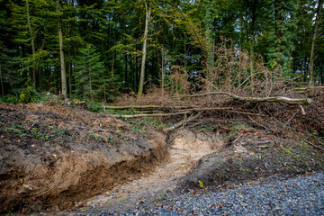 Abholzung im Mischwald