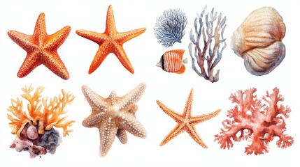 Marine Life Illustration