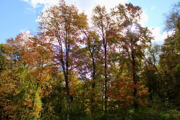 Obraz premium trees in autumn