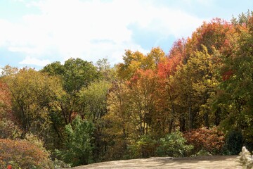Naklejka premium autumn in the park