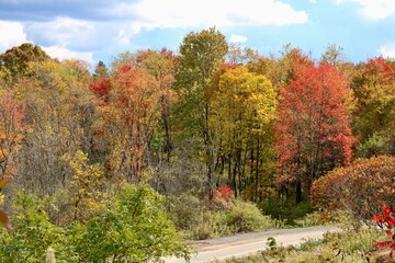 Naklejka premium path in forest