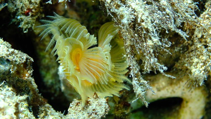 Polychaeta Smooth tubeworm or red-spotted horseshoe (Protula tubularia) undersea, Aegean Sea, Greece, Halkidiki, Pirgos beach