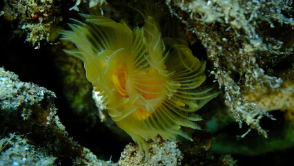 Polychaeta Smooth tubeworm or red-spotted horseshoe (Protula tubularia) undersea, Aegean Sea, Greece, Halkidiki, Pirgos beach