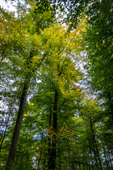 Herbst im Mischwald