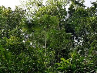 wes indian tree ferns and lush foliage of tropical rainforest in guadeloupe, west indies. Green jungle background in basse terre island
