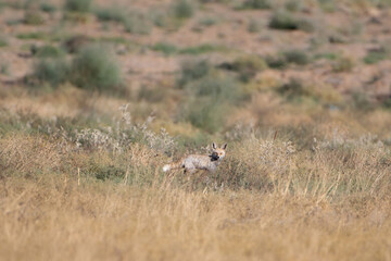 white-footed fox or Vulpes vulpes pusilla Desert National Park, Rajasthan, India