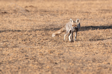 white-footed fox or Vulpes vulpes pusilla Jorbeer carcass dump, Rajasthan, India
