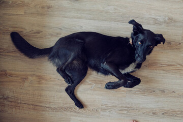 Cute black dog on a floor