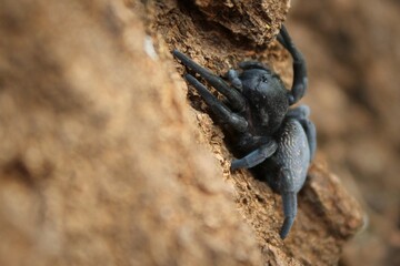 Velvet spider 