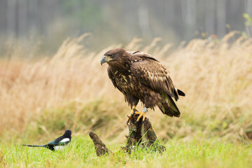 A white tailed eagle sitting on a stump looking at a magpie