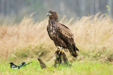Fototapeta premium A bald eagle sitting on a stump looking at a two magpies