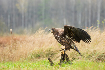 Screaming eagle with spread wings